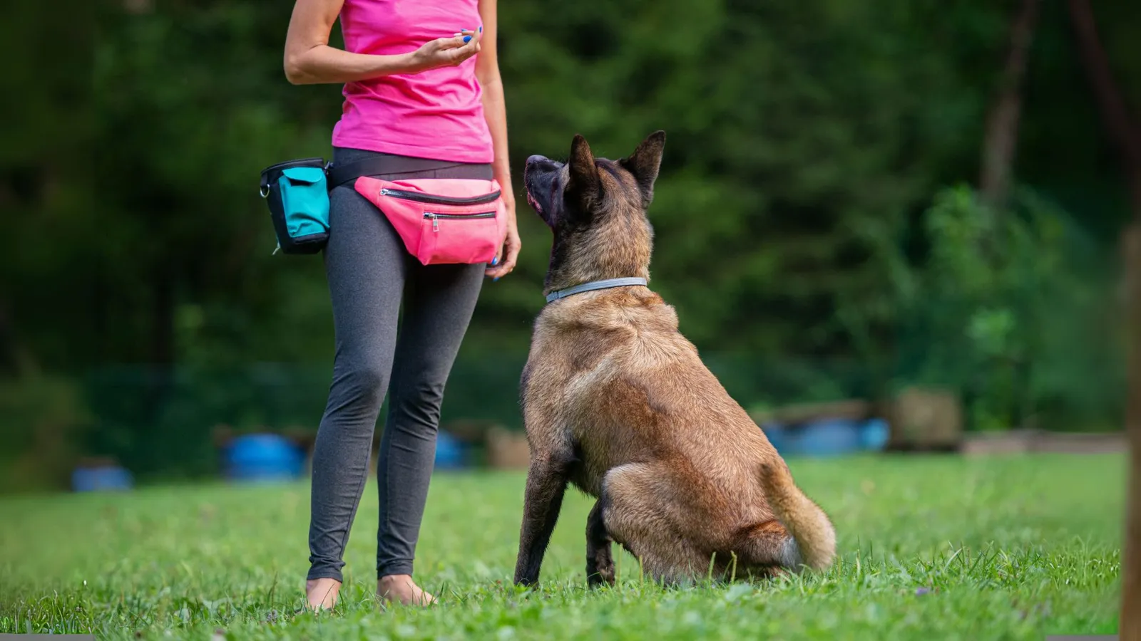 Educador Canino