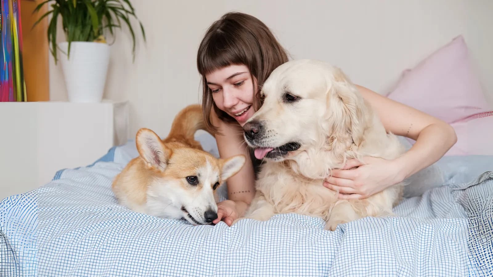 Cuidado de Mascotas por Horas
