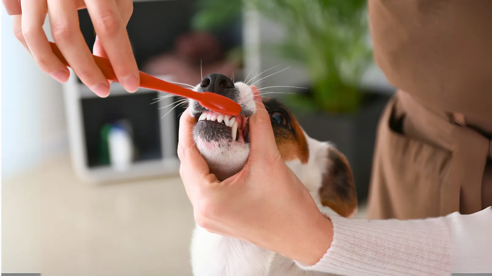 Cepillado Dental para Perros